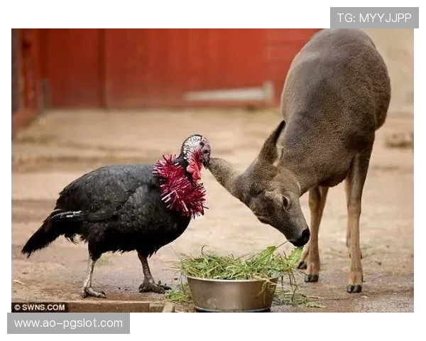 《机器动物园大战波比全新挑战开启揭开未知世界的大门》